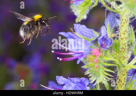 White-tailed Hummel (Bombus SP.) Erwachsenen Arbeiter auf der Flucht, Fütterung auf Viper's Bugloss (Echium Vulgare), Blumen. Stockfoto