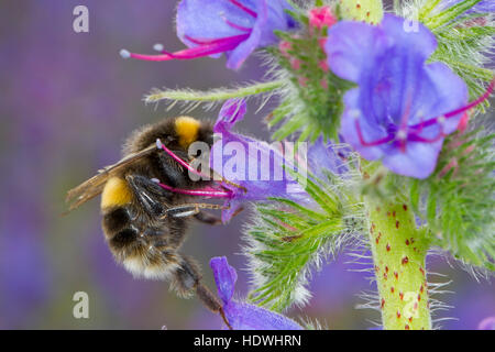 White-tailed Hummel (Bombus SP.) Erwachsene Arbeitnehmer Fütterung auf Viper's Bugloss (Echium Vulgare), Blumen. Stockfoto