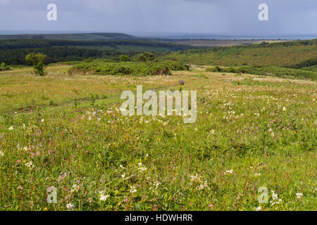 Blick über Lullington Heide NNR in Richtung Meer. South Downs, East Sussex, England. Juni. Stockfoto