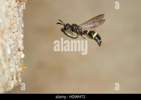 Willow Mason-Wespe (Symmorphus Bifasciatus) erwachsenes Weibchen im Flug. Durchführung einer Getreidehähnchen (Chrysomelid) Larven zu ihrem Nest. Stockfoto