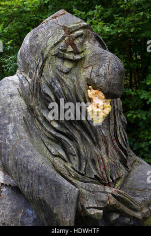 Huhn-of-the-Woods Pilz (Laetiporus Sulphureus) eine hölzerne Statue entwachsen. Llandrindod Wells, Powys, Wales. August. Stockfoto