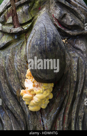 Huhn-of-the-Woods Pilz (Laetiporus Sulphureus) eine hölzerne Statue entwachsen. Llandrindod Wells, Powys, Wales. August. Stockfoto