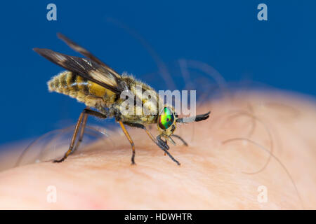 Twin-gelappten Deerfly (Chrysops Relictus) ernähren sich von einer menschlichen Hand. Ceredigion, Wales. August. Stockfoto