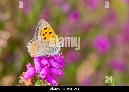 Kleine Kupfer Schmetterling (Lycaena Phlaeas) Männchen thront auf Bell Heather. Powys, Wales. September. Stockfoto