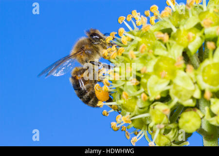 Western-Honig Biene (Apis Mellifera) Erwachsene Arbeitnehmer Fütterung auf Efeu (Hedera Helix) Blumen. Powys, Wales. September. Stockfoto