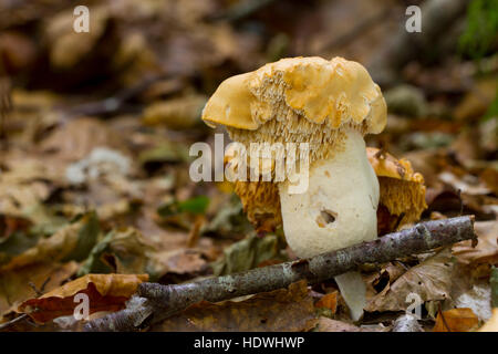 Igel (Hydnum Repandum) Pilz Fruchtkörper im Wald. Powys, Wales. Oktober. Stockfoto