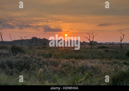 Blick über Röhrichten und Marsh bei Sonnenuntergang. RSPB Titchwell Marsh reservieren. Norfolk, England. Oktober. Stockfoto