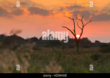 Blick über Röhrichten und Marsh bei Sonnenuntergang. RSPB Titchwell Marsh reservieren. Norfolk, England. Oktober. Stockfoto