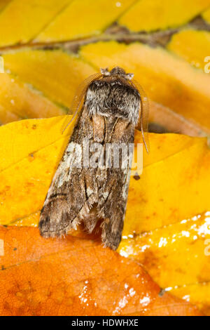 Achtknoten (Diloba Caeruleocephala) Erwachsene Motte unter gefallenen Buche ruhen lässt. Powys, Wales. Oktober. Stockfoto