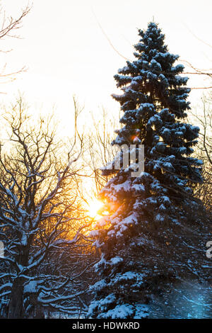 Kanadische Winterlandschaft mit Tanne (Abies) Wald in Kanada Stockfoto