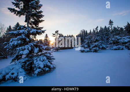 Kanadische Winterlandschaft mit Tanne (Abies) Wald in Kanada Stockfoto