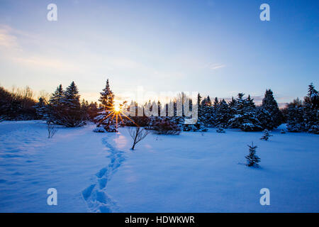 Kanadische Winterlandschaft mit Tanne (Abies) Wald in Kanada Stockfoto