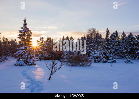 Kanadische Winterlandschaft mit Tanne (Abies) Wald in Kanada Stockfoto