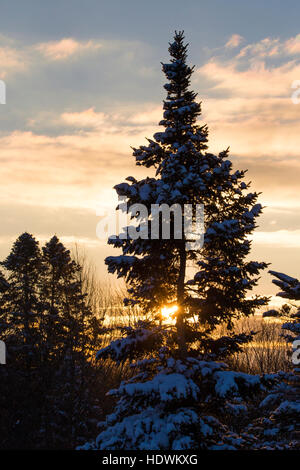 Kanadische Winterlandschaft mit Tanne (Abies) Wald in Kanada Stockfoto