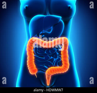Anatomie des Dickdarms Stockfoto