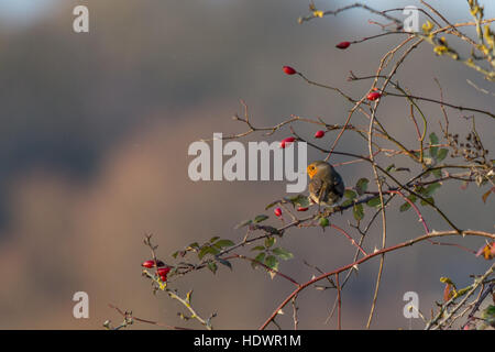Robin (Erithacus Rubecula) in einem Baum unter Rot thront Hagebutte Beeren im Winter. Tiere, vogel, vögel, Hampshire, UK, mit Kopie Raum Stockfoto