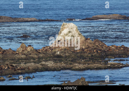 Robben und Seelöwen an der Simpson Reef, Oregon Küste Stockfoto