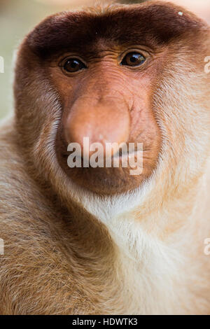 Porträt von fabelhaften Langnasen-Affe, Borneo, Malaysia Stockfoto