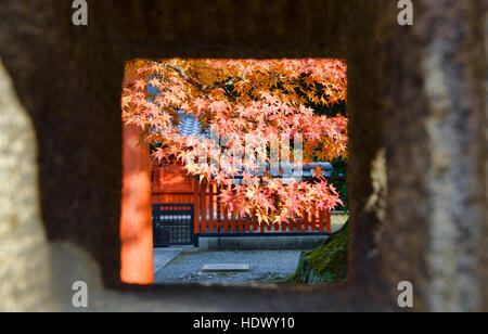 Ahorn-Blätter in Vollfarbe Tenryu-Ji Tempel, Kyoto, Japan Stockfoto