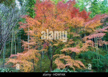 Ahorn-Blätter in Vollfarbe, Kyoto, Japan Stockfoto