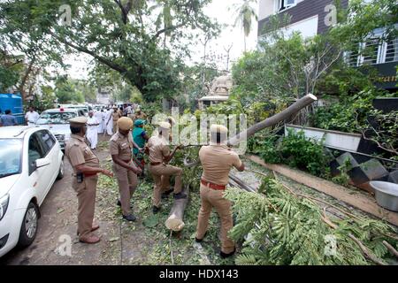 Polizei entfernt entwurzelte Bäume; Zyklon Vardah, Madras; Chennai, Tamil Nadu; Indien; Asien Stockfoto