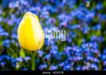 Eine kleine gelbe Tulpe unter blaue Vergissmeinnicht Stockfoto