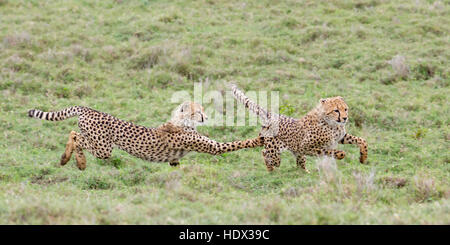 Zwei Cheetah jungen jagen und spielen im offenen Grasland, einer hinter dem anderen, Lewa Conservancy, Kenia Afrika Stockfoto