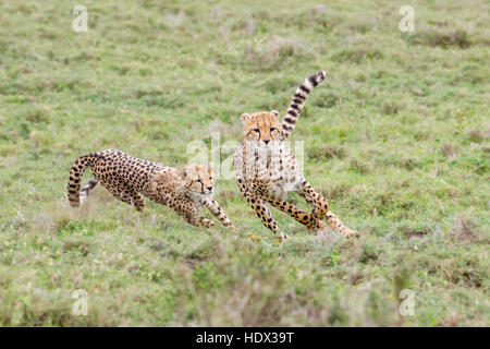 Zwei Cheetah jungen jagen und spielen im offenen Grasland, Lewa Conservancy, Kenia Afrika Stockfoto