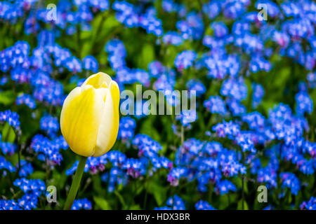 Eine kleine gelbe Tulpe unter blaue Vergissmeinnicht Stockfoto