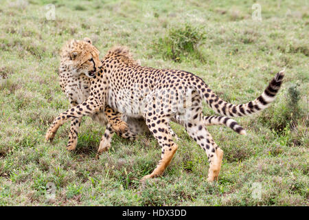 Zwei Cheetah Cubs spielen Kämpfen in offenes Grasland, sowohl auf ihren Füßen, und Lewa Conservancy, Kenia Afrika Stockfoto