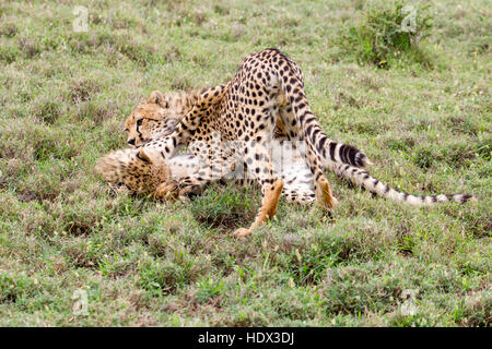 Zwei Cheetah Jungen spielen kämpfen in offenes Grasland, übereinander, Lewa Conservancy, Kenia Afrika Stockfoto