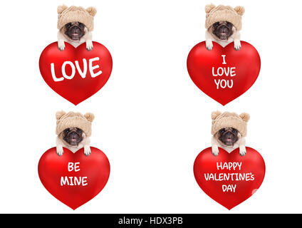 schöne süße Mops Welpen Hund großes Valentinstag Herz mit Text, isoliert auf weißem Hintergrund mit Pfoten hängen Stockfoto