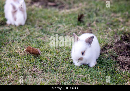 Schöne junge kleine Kaninchen auf dem grünen Rasen im Sommertag. Stockfoto