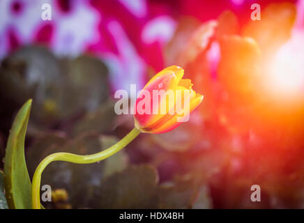 Blume Tulpe. Schöne Aussicht auf roten Tulpen unter Sonnenlicht Stockfoto