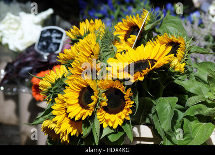 Sonnenblumen in einem Amsterdamer Straße Markt Stockfoto