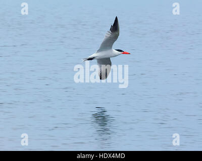 Raubseeschwalbe (Hydroprogne Caspia) im Flug, Seaspray, Victoria, VIC, Australien Stockfoto