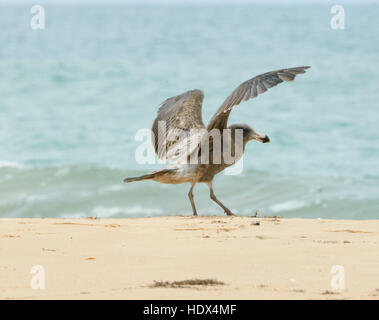 Unreife Pacific Möwe (Larus pacificus) Stretching, Seaspray, Victoria, VIC, Australien Stockfoto