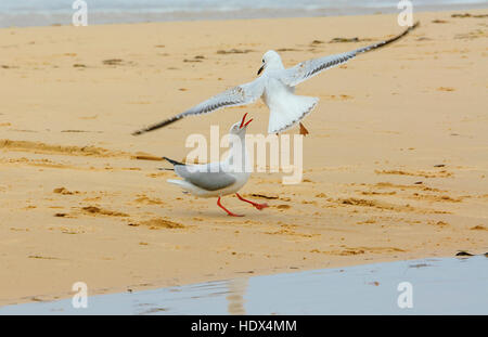 Erwachsenen silberne Möwe (Larus Novaehollandiae) kämpfen belästigen unreif, Seaspray, Victoria, VIC, Australien Stockfoto