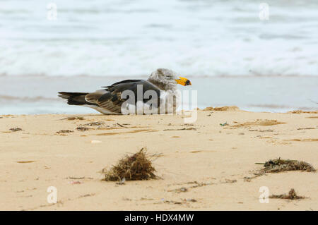 Unreife Pacific Möwe (Larus pacificus) ruht auf dem Strand, Seaspray, Victoria, VIC, Australien Stockfoto