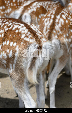 Detail der Pelz der Europäische Damhirsch (Dama Dama) Stockfoto