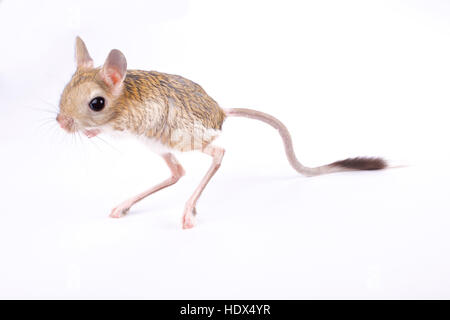 Größere ägyptische Jerboa, Jaculus orientalis Stockfoto