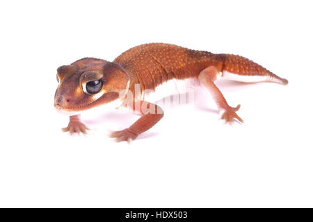 Glatten Knopf-tailed Gecko Nephrurus Levis pilbarensis Stockfoto