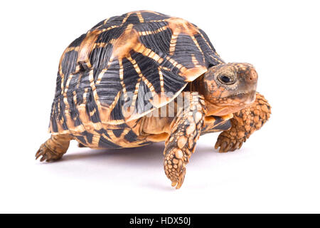 Indische Sterne Schildkröte, Geochelone elegans Stockfoto