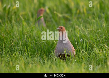 Graue Rebhühner / Rebhuehner (Perdix Perdix) zu Fuß durch Anbau von Winterweizen, beobachtete sorgfältig, um gefährdete Arten. Stockfoto