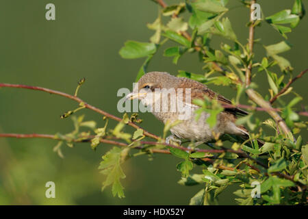 Neuntöter / Neuntoeter (Lanius Collurio), Jungvogel, hoch oben auf einer Hecke auf einen kleinen Zweig, ernähren sich von Insekten. Stockfoto