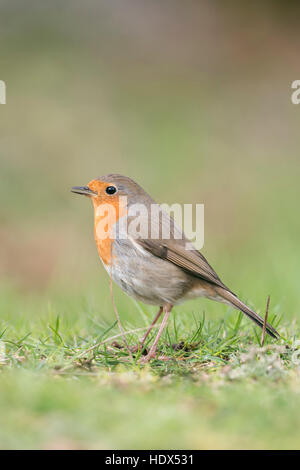 Rotkehlchen / Rotkehlchen (Erithacus Rubecula) auf dem Boden sitzend singt seinen Song, Seitenansicht, typische Gartenvögel in Europa. Stockfoto