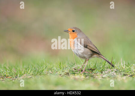 Rotkehlchen / Rotkehlchen (Erithacus Rubecula) auf dem Boden sitzend singt seinen Song, Seitenansicht, typische Gartenvögel in Europa. Stockfoto