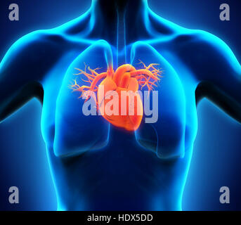 Anatomie des menschlichen Herzens Stockfoto