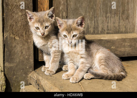 Zwei baby Katzen spielen mit jeder anderen Stockfoto