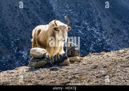 Eine weiße Yak ist auf einem Hügel, Berge in der Ferne Stockfoto